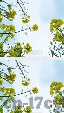 麻豆91免费视频-麻豆91免费视频，成年世界的一场误会与反思